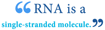 dna and rna difference
