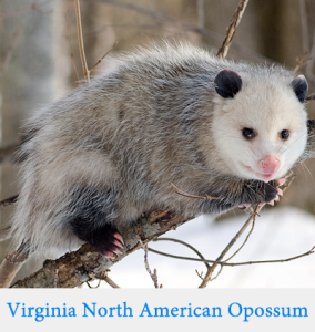 what do opossums eat